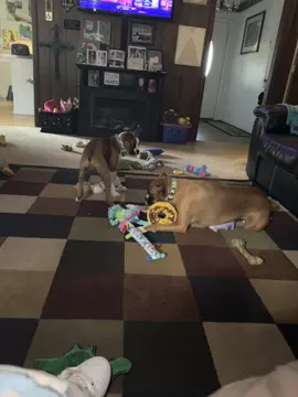 #itsacrazyboxerlife Hollie&Chloe 