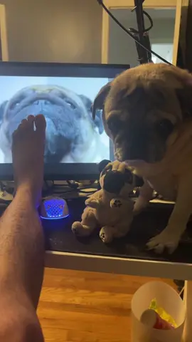 hugo  #pug 
