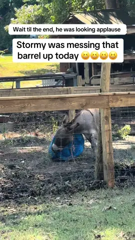 #donkey #stormy #fyp #iykyk #wildthing Made me laugh today 