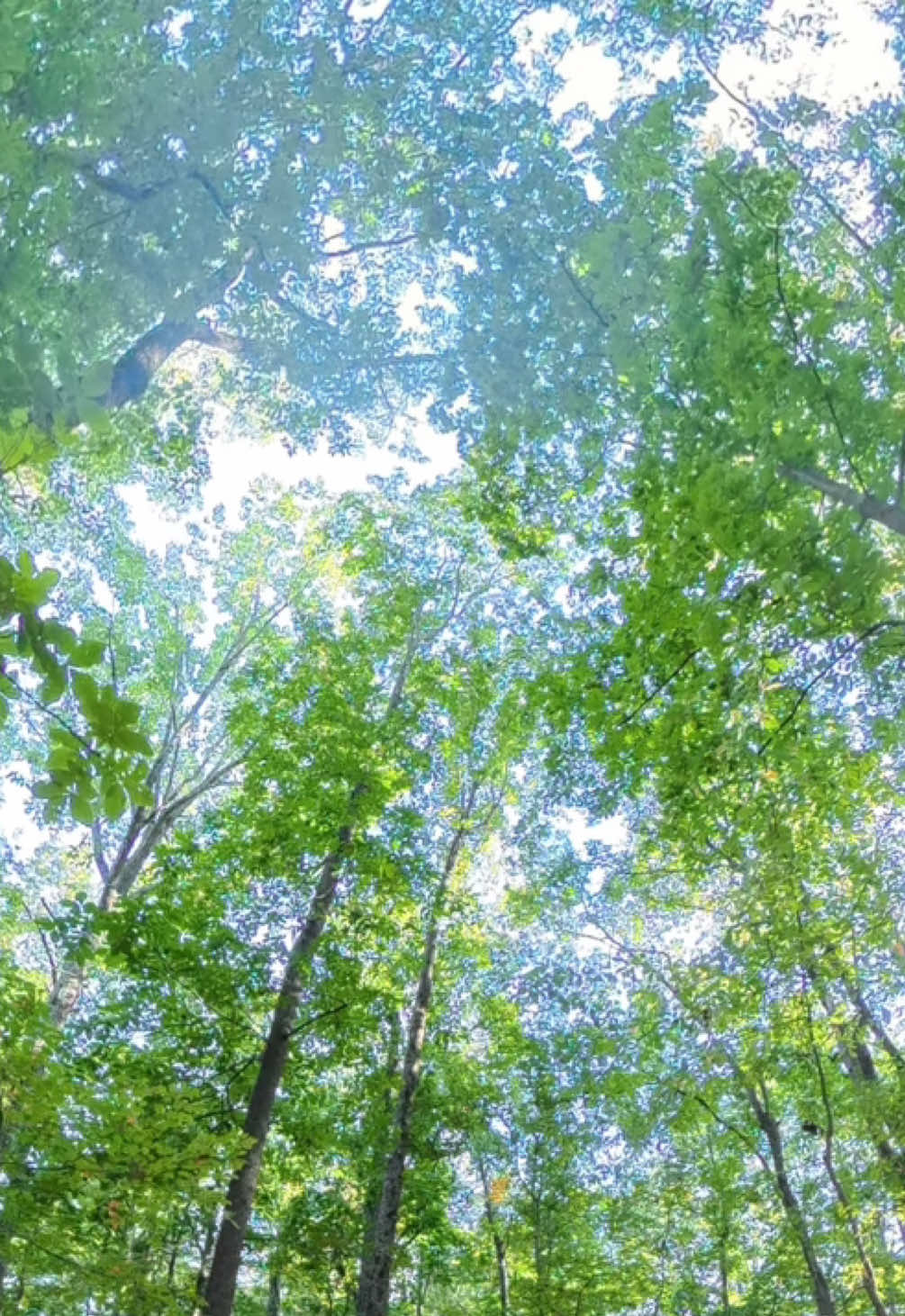Son muchos los beneficios de abrazar un árbol #intentalo #parati #viral #paz #fyp 