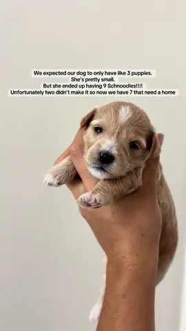 But they’re adorableeeee! Located in the LA area if interested.   5 girly pops and 2 boys (blue collars) #puppies #fyp #losangeles 