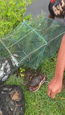 Dami nanaman ng huli dragon bubu net☺️ #fishingnet #lambat #dragonbubu #trendingtiktok #tiktokshop 
