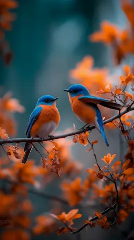 Blue and Orange #Background #LiveWallpaper #Aesthetic #Nostalgia #freebieclip