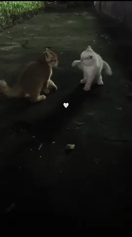 #حب_القطط ♥️🐈 #يومياتي #حالات # #اكسبلورexplore  #explorepage  #حمص_حماه_ادلب_الشام_ديرالزور_الرقة 