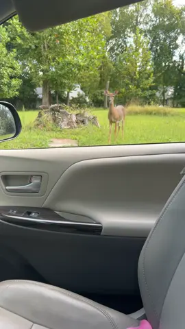 #deer #fyp #foryou #lol 