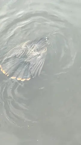 Someone tell me what the heck kind of bird this is!! 😂 #feedingturtles #waterbird #waycool