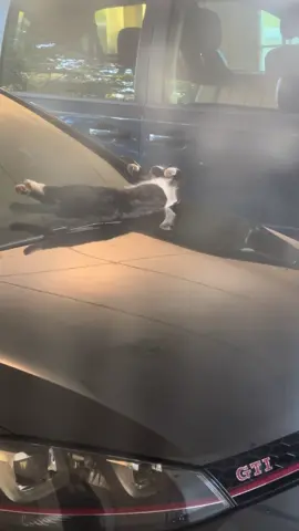 #cat #catsoftiktok 