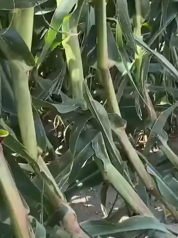 Corn plant!#laurafarms #farmlife #truck #cornfield