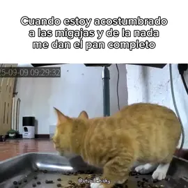 lo se, meme robado #humor #migajero #gato 