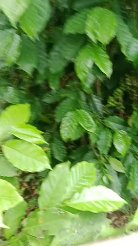 telur burung cendet #burung#aceh gayo bm