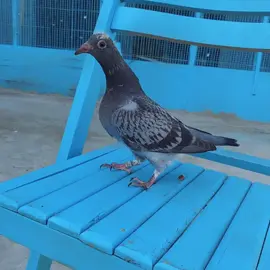 #الحمام_الزاجل_عشق_لن_ينتهي😍  #الزاجل_هواية_الابطال 