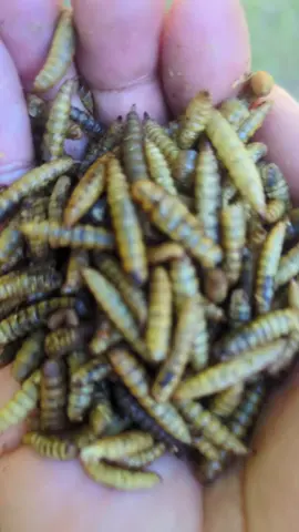 Chicken Treats  #progrubs #chickentreats #poultry #poultryfarming #eggs 