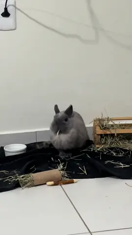 Eu e a Fifi com certeza não esperávamos essa repercussão 🥹🫰. Vocês gostariam de ver mais videos da Fifi no meu perfil? / Hello everyone, would you like to see more Fifi videos on my profile? 🐰 Vida difícil de cuieo #rabbit #bunny #bunniesoftiktok #bunnies #netherland 