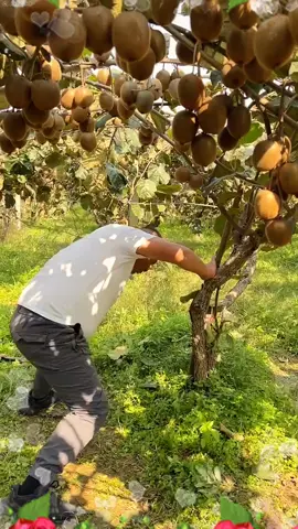 OMG😱🥰🔥💥#fruit #fruits #threefarmers #fyp #asmr #foryou #happy 