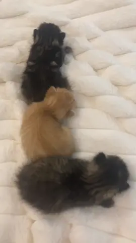 they didn’t want to cooperate  with 😐 #kitty #Love #cute #trend #fyp i also need names for them and homes we have too many cats too handle at the moment