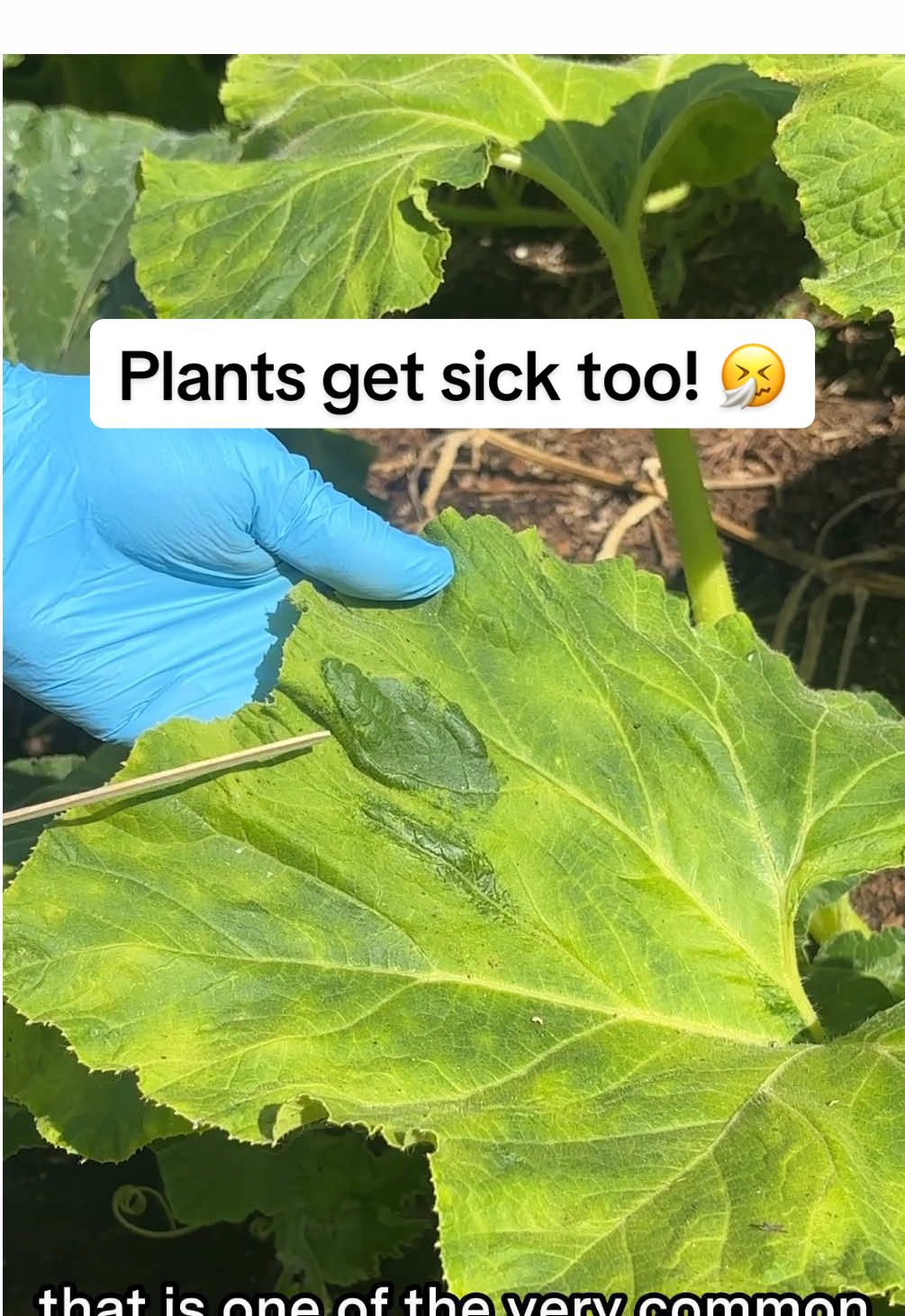 Even plants can catch a bug 🤧 Some of our Kitchen Garden plants are showing signs of squash mosaic virus. While it's safe to eat, infected plants at home should be pulled and disposed of (not composted!) to protect next season’s growth. Thomas is here with tips on what to look for 🌿