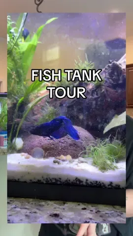 Replying to @ac_not_slater never thought I’d be making fish tank content but here we are #fishtanks #bettafish #bettatank #bettafishtank #fishtanksoftiktok 