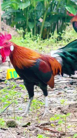 1đ6 gà tập mồi