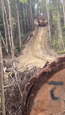 Geli pungun Weh☁️ #suntawon  #pejuanringgit🇲🇾  #GenbalokPantaitimor 