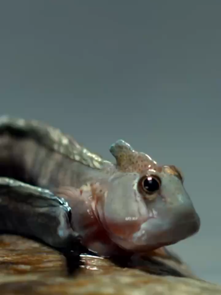 Need some motiv-ocean to leap into the weekend? You got this! 🐟 Leaping blennies are amazing amphibious fish. They can launch themselves off rocks and into the air sometimes up to 50 times their body length. Not only do they flash their red dorsal fins to communicate, but they can also live on land temporarily in tidepools and rocky coasts. 🌊 These extraordinary terrestrial fish shore do know how to make a splash, both in and outside the water! #LeapingBlenny#LeapIntoTheWeekend#FishyFriday#FishOutOfWater#MontereyBayAquarium