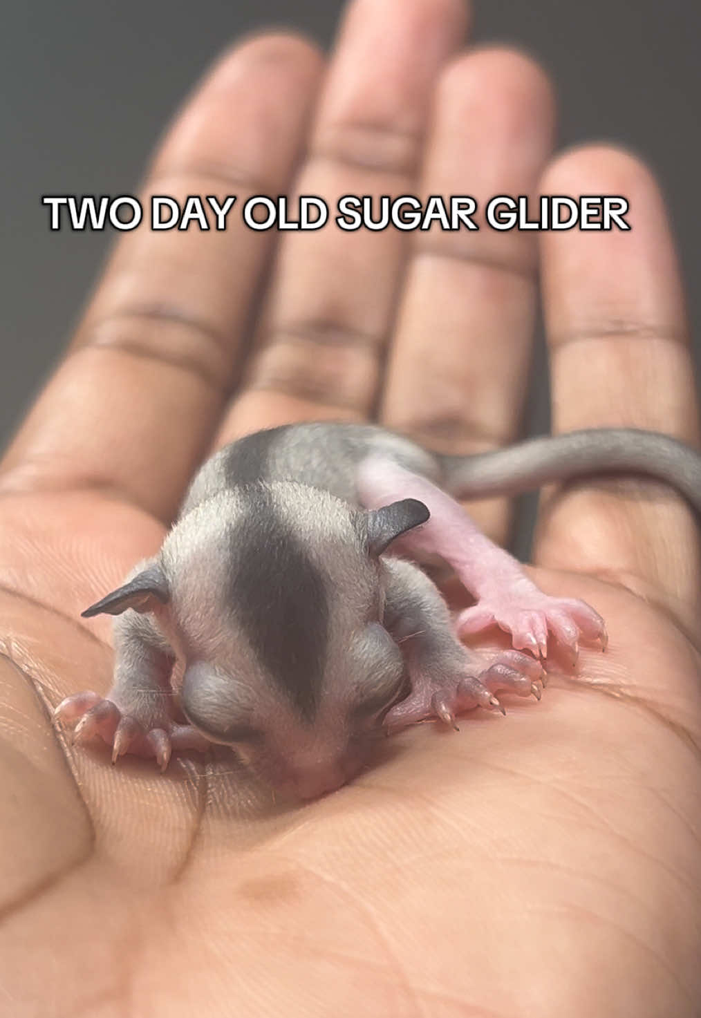 Sugar Gliders are marsupials that carry their offspring inside of their pouches. The joeys are born the size of a jellybean and grow in the pouch for 10 weeks before detaching from the mother 🥹 very similar to kangaroos! This joey is now 2 days “OOP” or “out of pouch”❤️ Follow to watch her grow up! ##sugarglider#sugarglidersoftiktok#sugargliderjoey#sugargliders#fyp