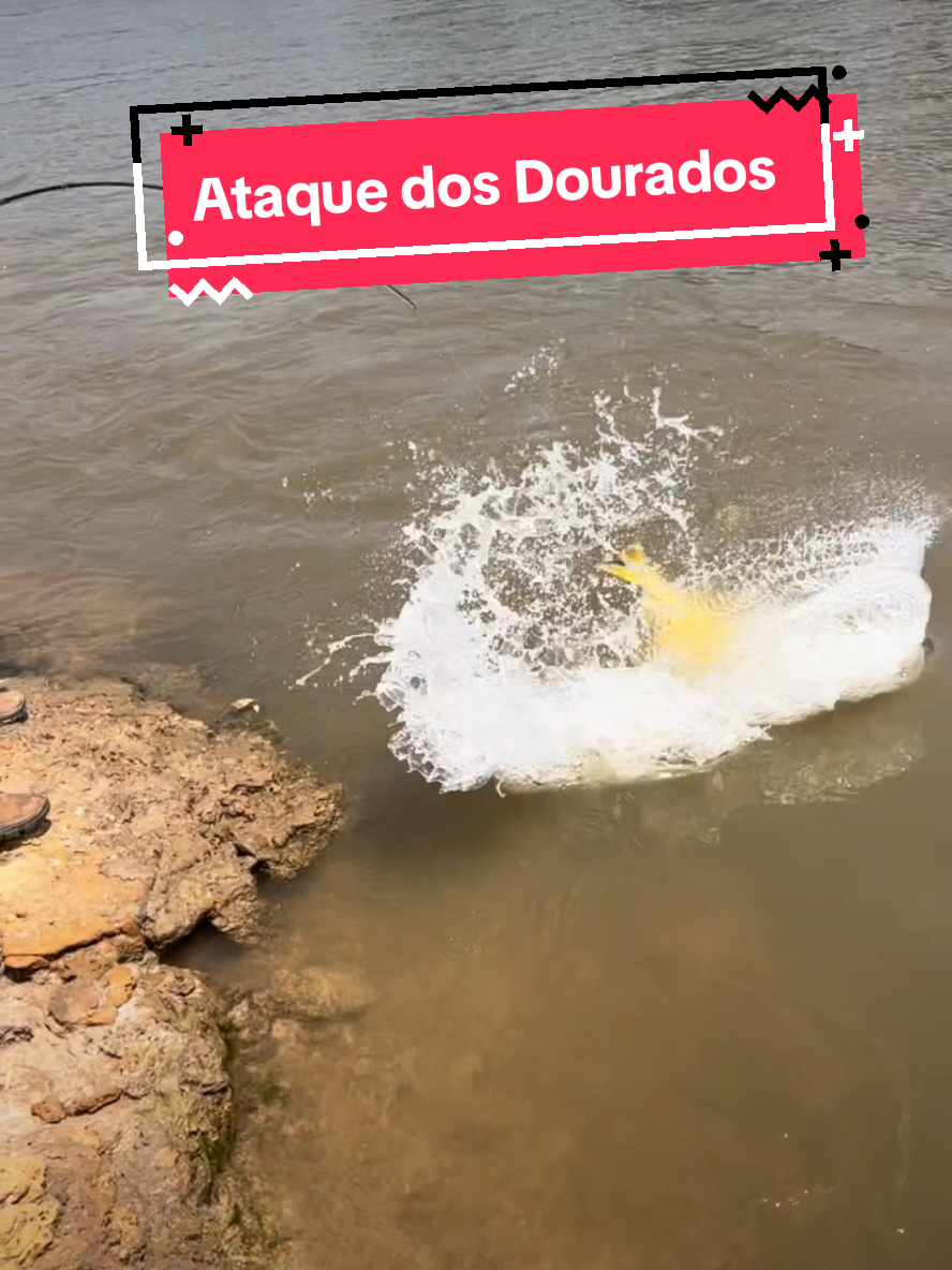 Dourado atacando isca com muita 