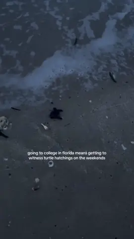 the coolest thing ever. #floridacheck #turtles #beach #nature #fyp 