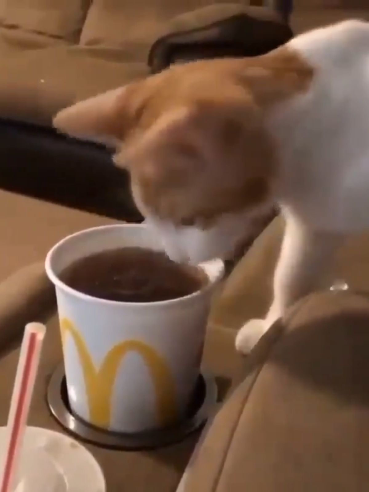 taste #cat #cats #catvideo #catlover #catlife #kitty #cutekitty #tasty