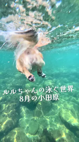 #泳ぐ犬 #シュノーケリング #犬と旅行 