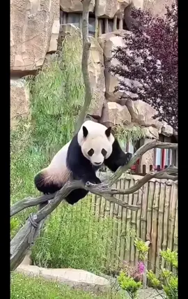 🐼 randomness panda😂😭 #panda #giant #giantpanda #viral #fyp 