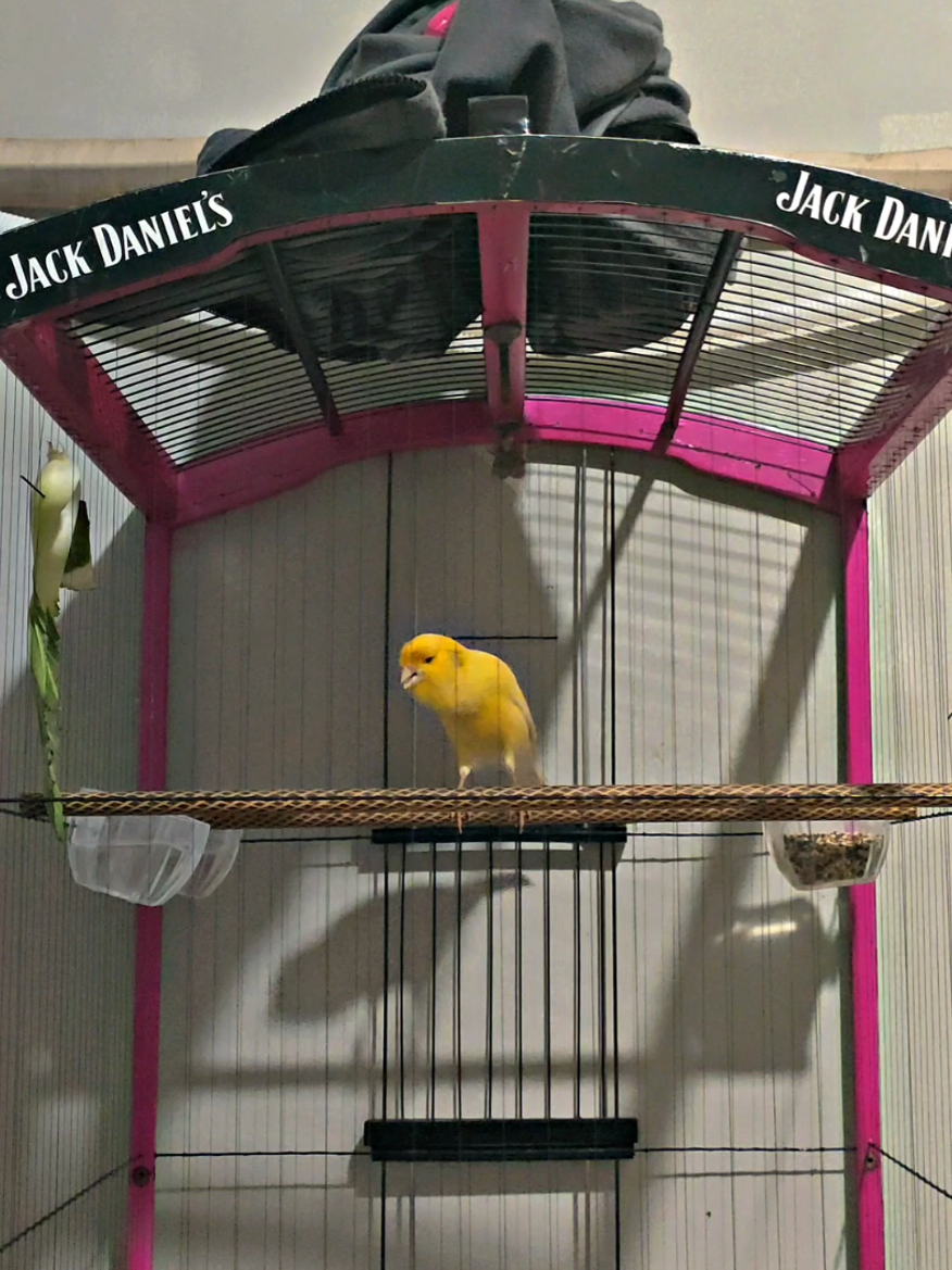 enek sing kepincut ora yo 🤭 . . . . . #kenarimaniaindonesia #kicaumania #fypage #kenarimania #kenariprestasi 