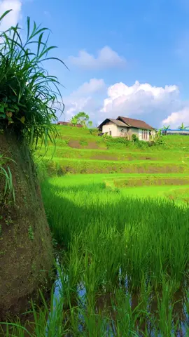 Sampurasun,Wilujeng enjing#reels__tiktok #kampungkuring #lemburkuring #suasanapesawahan #suasanapedesaan #pemandanganalam #tasikmalaya_jawabarat #fyp #fyp #fyp 