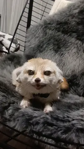 Fennec foxes express joy through repeated high-pitched squeals or chirps, often during play or petting, signaling excitement and contentment in a vocal, endearing manner. The fennec is a tiny desert fox found only in Algeria 🇩🇿. With its huge ears, it hears prey underground, survives the Sahara’s heat, and stays playful yet wild. #FennecFox #OnlyInAlgeria #DesertCutie #WildAndAdorableUSA  #saharastar 