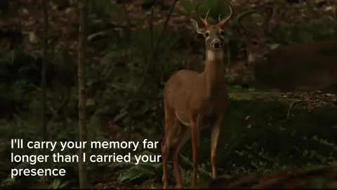 i still miss you #vent #relatablecontent #attachment #fyp #deer 