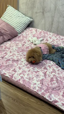 Mainan gigit anjing bentuk tulang#mainan kesayangan