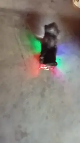 #gatos#cat#ambulance#viraltiktok#viral 