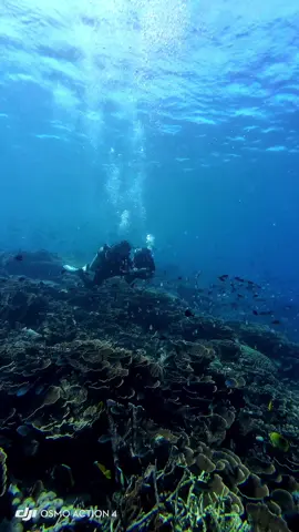 Dancing with a MANTA RAY💃🤿🫧#mantaray #dancingwithmantaray #mawandivesite #komodoisland 