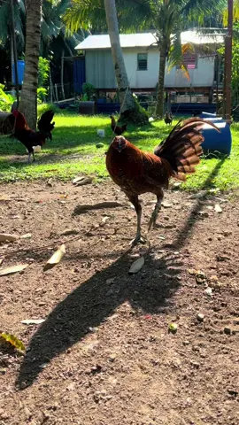 #BroodstagBlackDom #BlueRedSantanaGameFarm