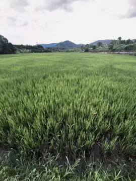 突然有一天,我疲惫地向后靠去,望着广阔的远方 天空。我梦见自己晚年的样子。Bỗng một hôm tựa lưng mệt mỏi, ngắm nhìn bầu trời rộng lớn xa xăm. Ta mơ về bản thân của những năm tháng cũ..! #xuhuong #fpy #tamtrang #buon #chill 
