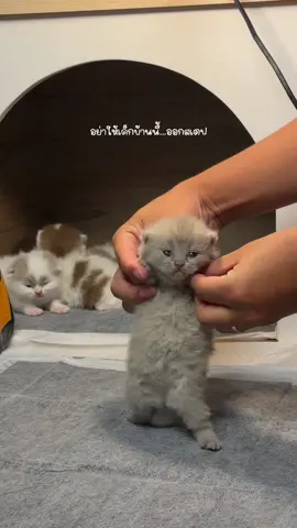 #เจาะ เจาะ เจาะ55555555#แมวน่ารัก #บริติชช็อตแฮร์ #แมวเต้น 
