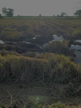🌅🌾#วิวบ้านนอก🍃#ฟีดดดシ#fyp  