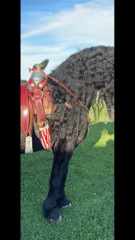 Boujeest horse I Know 💙Gonna let Valientes main grow down to his hoofs 🥰@Rancho Mictlan #boujee#horses #caballosbailadores #rancho #fyp 