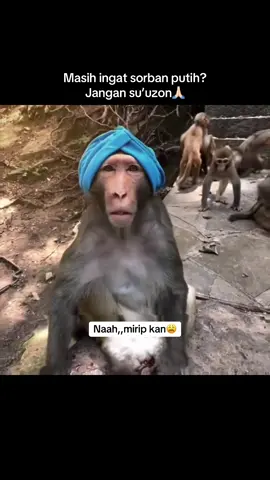 Bentar bentar,inikan mirip🫣coba tebak#monyetlucu #sorban #vidiolucu #ngakak #kocak 