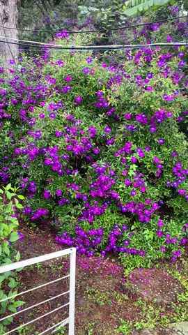 Lại thấy nhớ đà Lạt rồi 