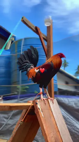 #sweater #fyppppppppppppppppppppppp #ayamsweater🇵🇭 