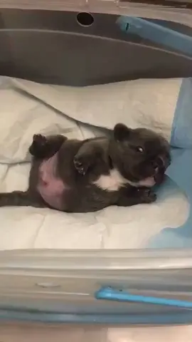 เลาหล่อไหมนุด #fyp #viral #trending #dogsoftiktok #puppylove 