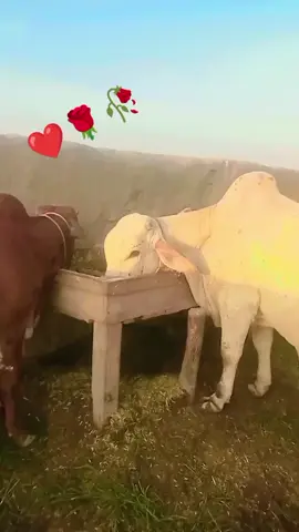 #،💔💔💔💔💔💔💔💔💔💔💔💔💔💔💔💔💔💔 