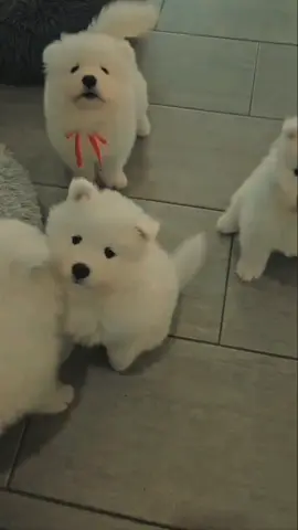 3 වෙනියා ඔයාගේ හොරා 