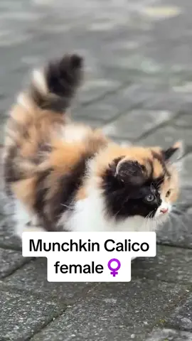 #munchkin  #kucingmunchkin  #munchkinkitten  #adopsimunchkin #munchkincat 