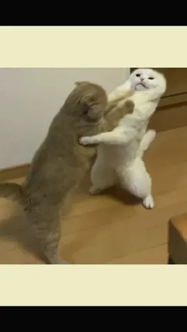 😂 #viral #fyp #tiktok #catsoftiktok 